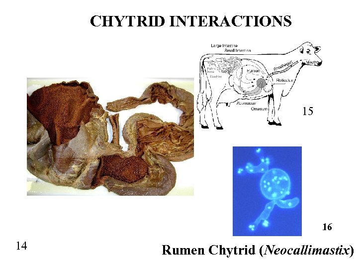 CHYTRID INTERACTIONS 15 16 14 Rumen Chytrid (Neocallimastix) 