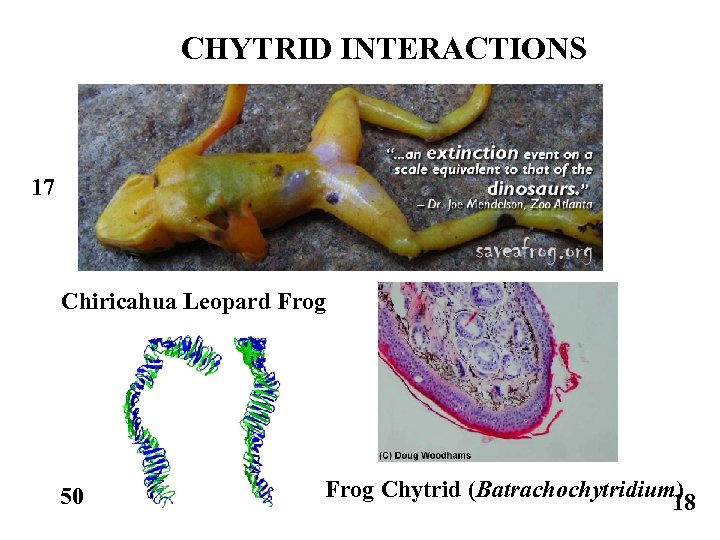 CHYTRID INTERACTIONS 17 Chiricahua Leopard Frog 50 Frog Chytrid (Batrachochytridium) 18 