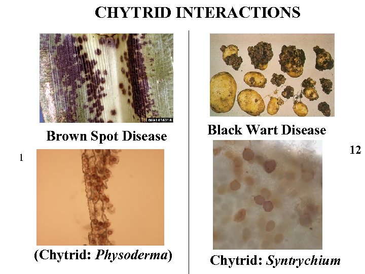 CHYTRID INTERACTIONS Brown Spot Disease Black Wart Disease 12 1 (Chytrid: Physoderma) Chytrid: Syntrychium