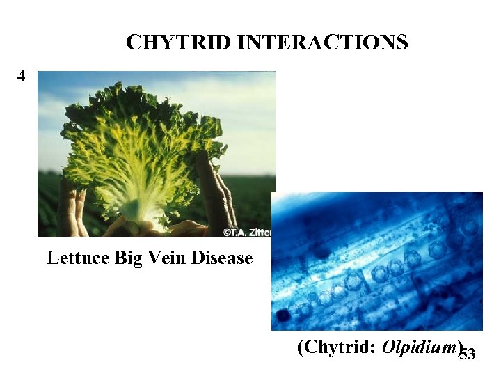 CHYTRID INTERACTIONS 4 Lettuce Big Vein Disease (Chytrid: Olpidium) 53 