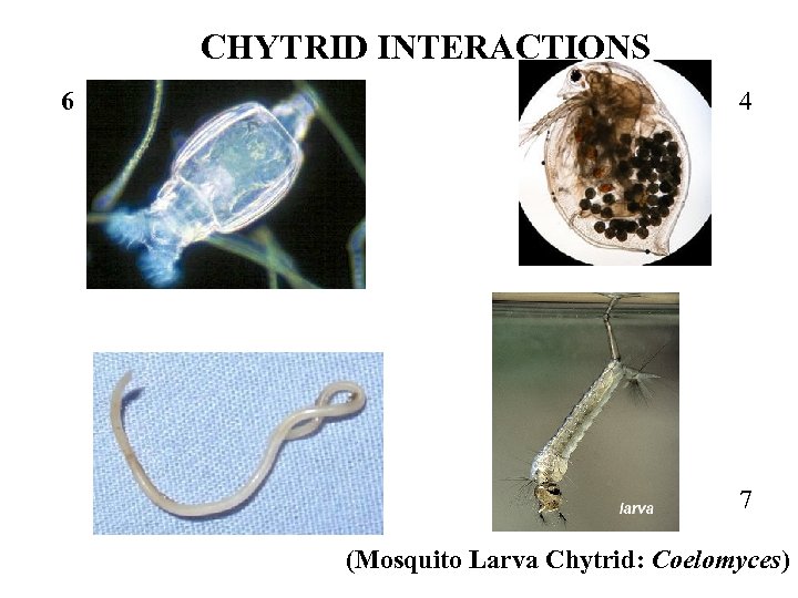 CHYTRID INTERACTIONS 6 4 7 (Mosquito Larva Chytrid: Coelomyces) 