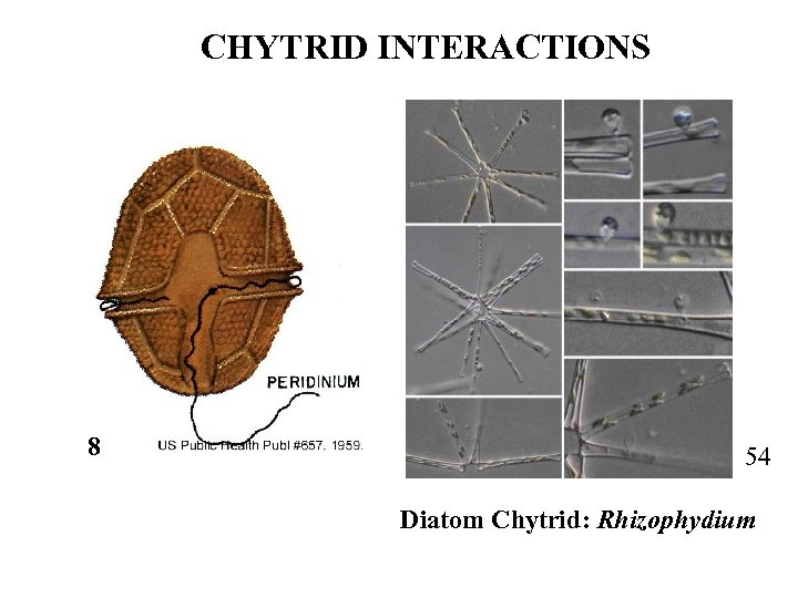 CHYTRID INTERACTIONS 8 54 Diatom Chytrid: Rhizophydium 