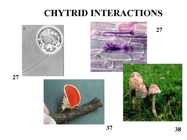 CHYTRID INTERACTIONS 27 27 37 38 