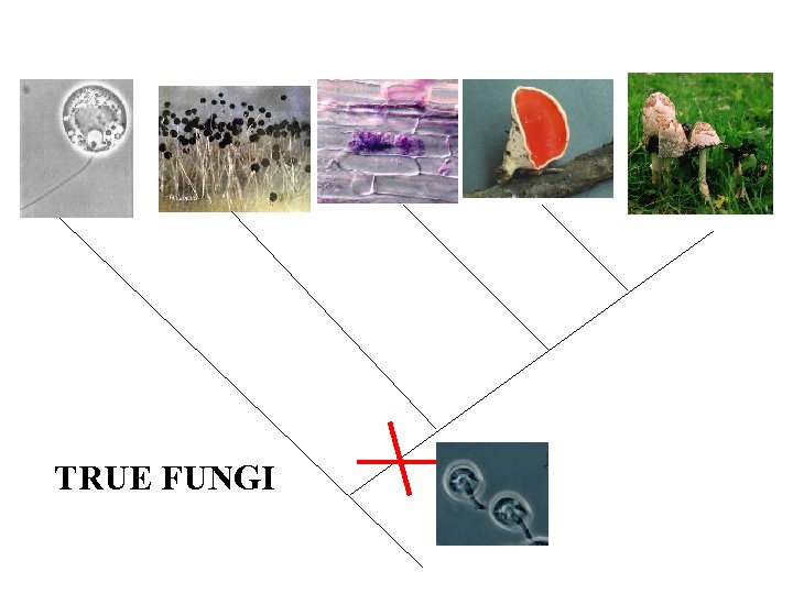 TRUE FUNGI 