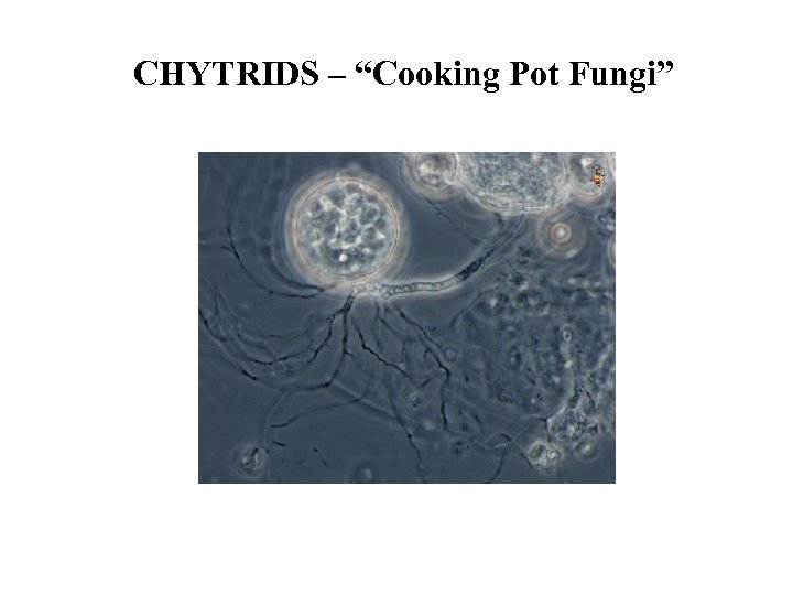 CHYTRIDS – “Cooking Pot Fungi” 