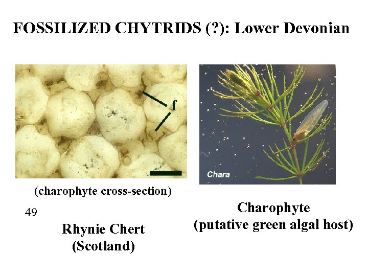 FOSSILIZED CHYTRIDS (? ): Lower Devonian (charophyte cross-section) 49 Rhynie Chert (Scotland) Charophyte (putative