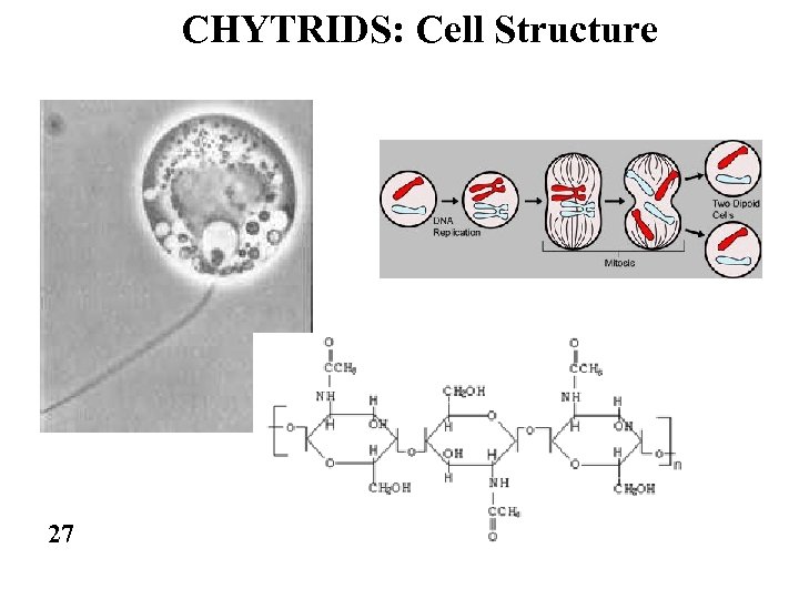 CHYTRIDS: Cell Structure 27 