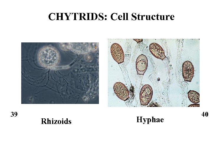 CHYTRIDS: Cell Structure 39 Rhizoids Hyphae 40 