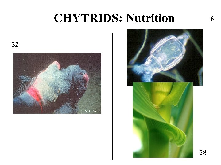 CHYTRIDS: Nutrition 6 22 28 