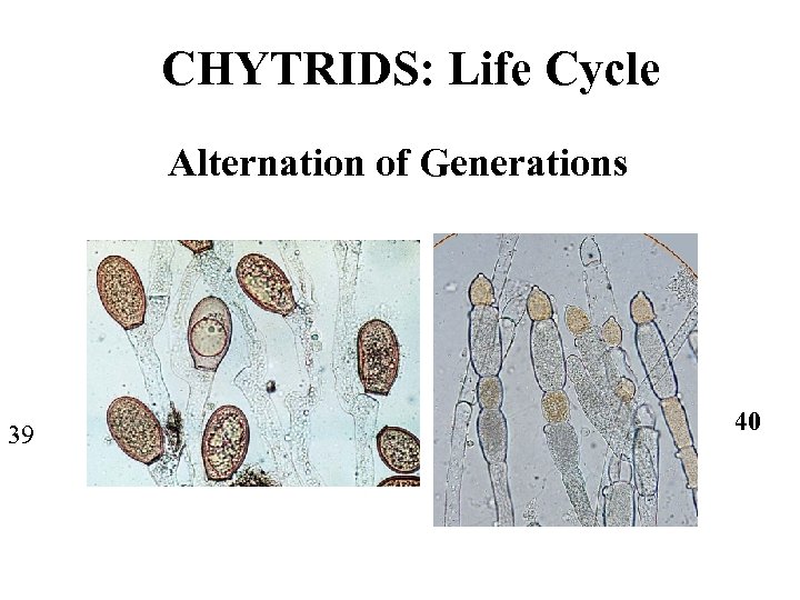 CHYTRIDS: Life Cycle Alternation of Generations 39 40 