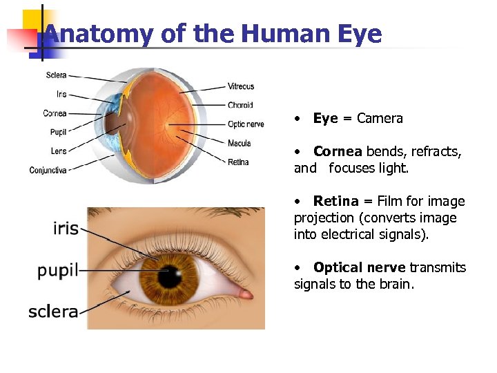 Anatomy of the Human Eye • Eye = Camera • Cornea bends, refracts, and