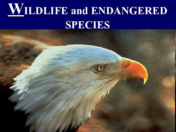 WILDLIFE and ENDANGERED SPECIES 