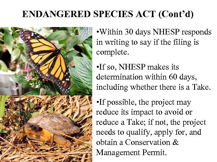 ENDANGERED SPECIES ACT (Cont’d) • Within 30 days NHESP responds in writing to say