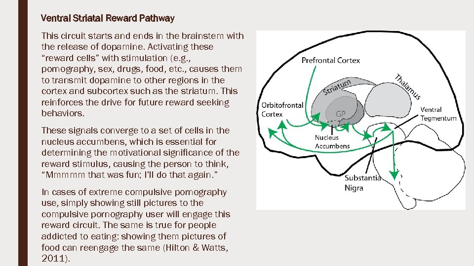 Ventral Striatal Reward Pathway This circuit starts and ends in the brainstem with the