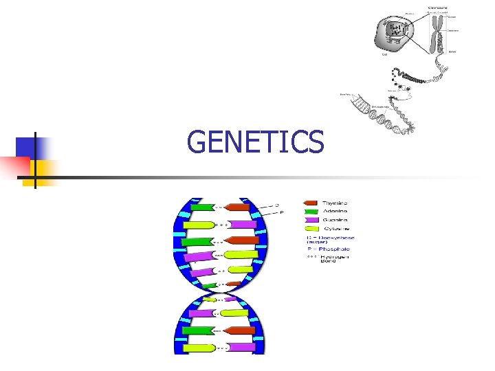 GENETICS 