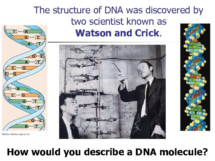 The structure of DNA was discovered by two scientist known as Watson and Crick.