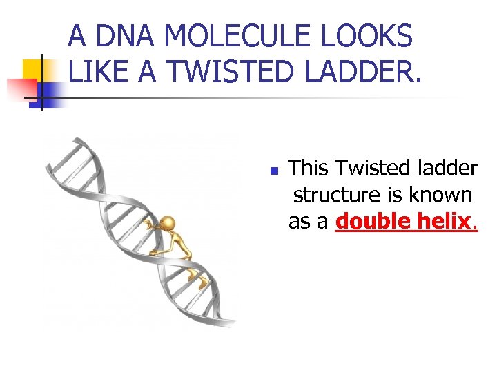 A DNA MOLECULE LOOKS LIKE A TWISTED LADDER. n This Twisted ladder structure is