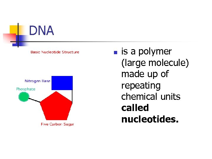 DNA n is a polymer (large molecule) made up of repeating chemical units called