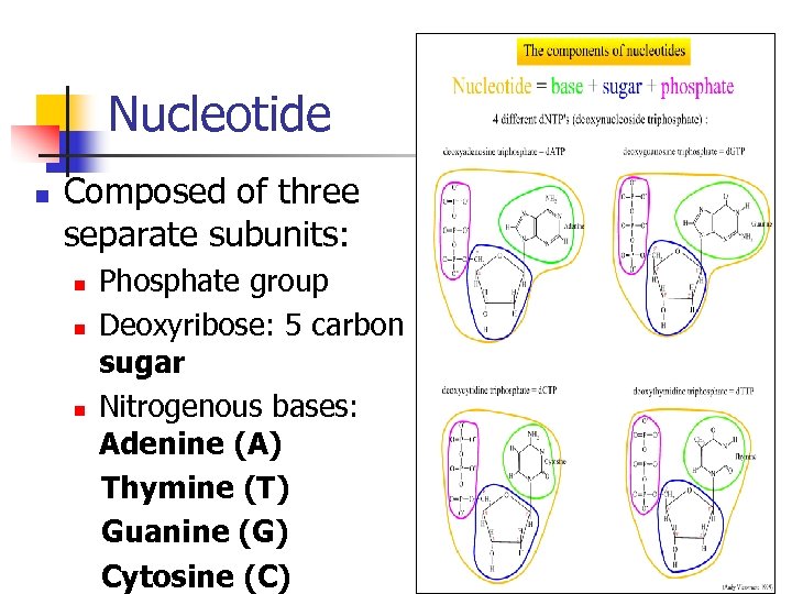 Nucleotide n Composed of three separate subunits: n n n Phosphate group Deoxyribose: 5