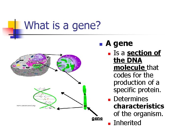 What is a gene? n A gene n n gene n Is a section