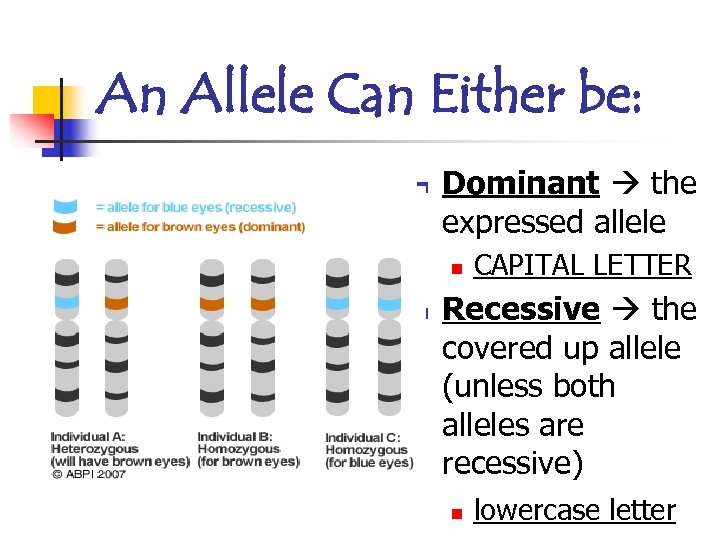 An Allele Can Either be: n Dominant the expressed allele n n CAPITAL LETTER