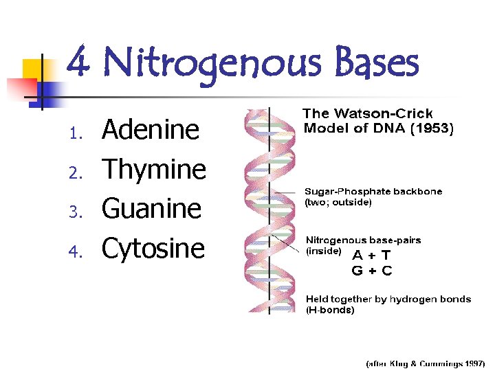 4 Nitrogenous Bases 1. 2. 3. 4. Adenine Thymine Guanine Cytosine 