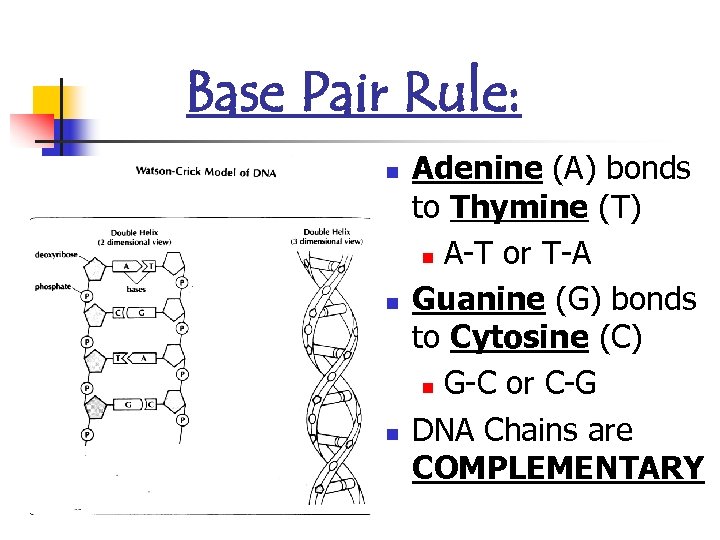 Base Pair Rule: n n n Adenine (A) bonds to Thymine (T) n A-T