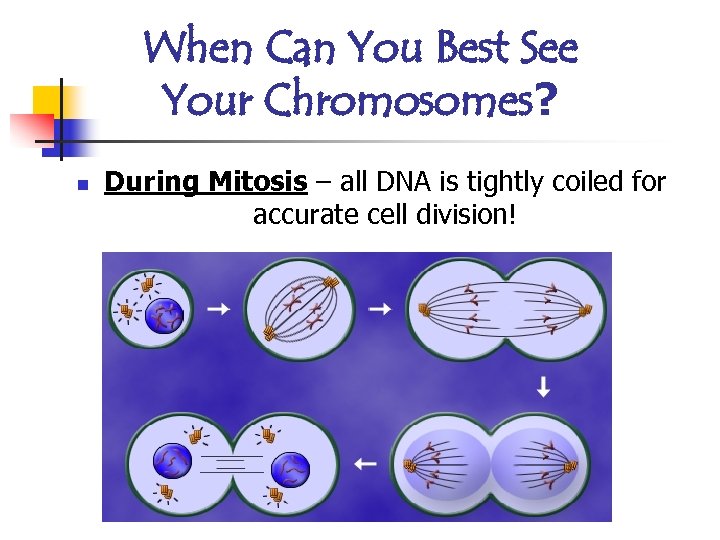 When Can You Best See Your Chromosomes? n During Mitosis – all DNA is