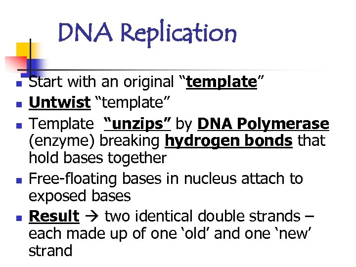 DNA Replication n n Start with an original “template” Untwist “template” Template “unzips” by