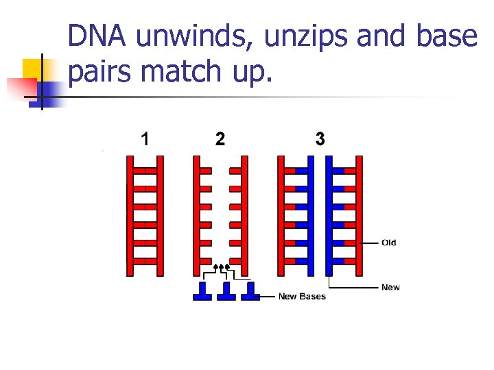 DNA unwinds, unzips and base pairs match up. 