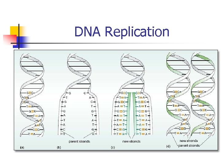 DNA Replication 