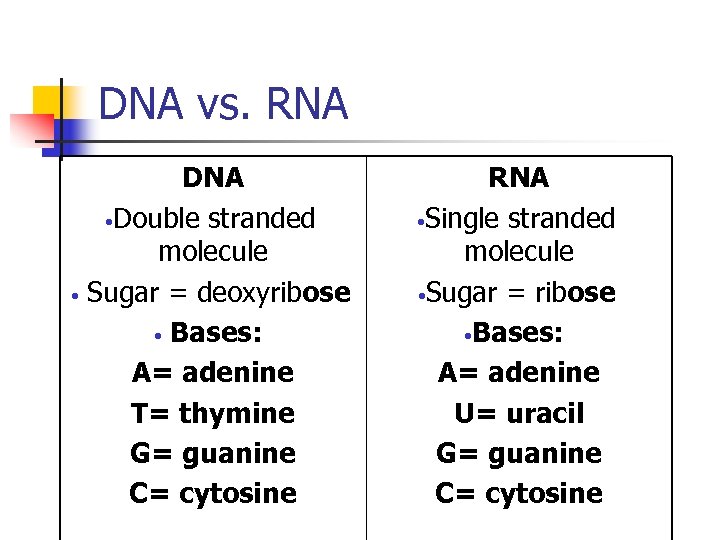 DNA vs. RNA DNA • Double stranded molecule • Sugar = deoxyribose • Bases: