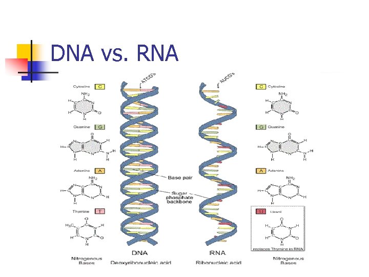 GENETICS What do you remember about genetics