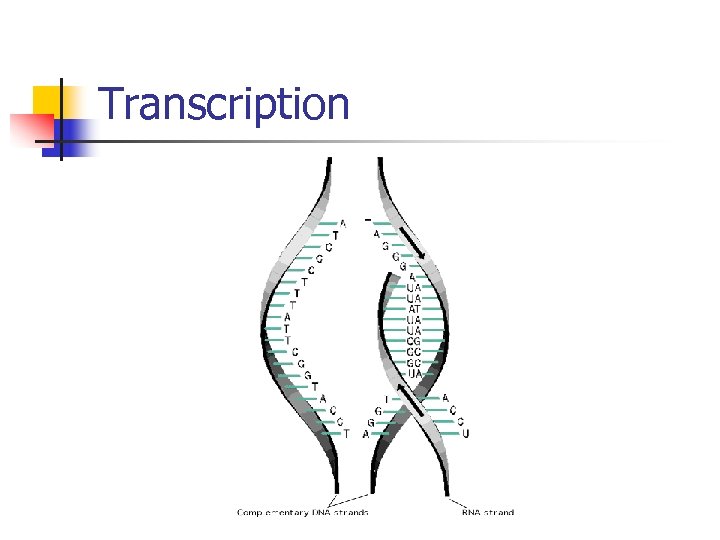 Transcription 