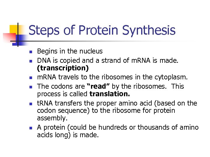 Steps of Protein Synthesis n n n Begins in the nucleus DNA is copied