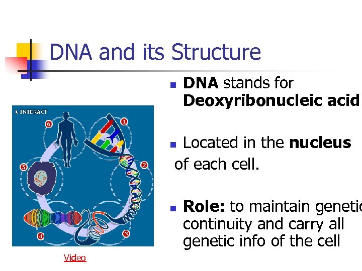 DNA and its Structure n DNA stands for Deoxyribonucleic acid Located in the nucleus