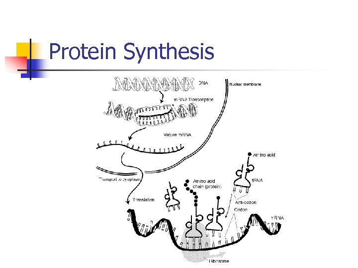 Protein Synthesis 