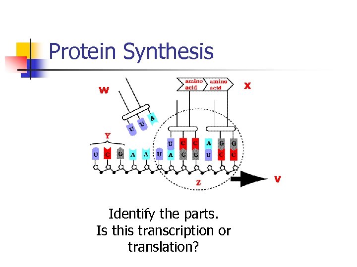 Protein Synthesis w x v Identify the parts. Is this transcription or translation? 