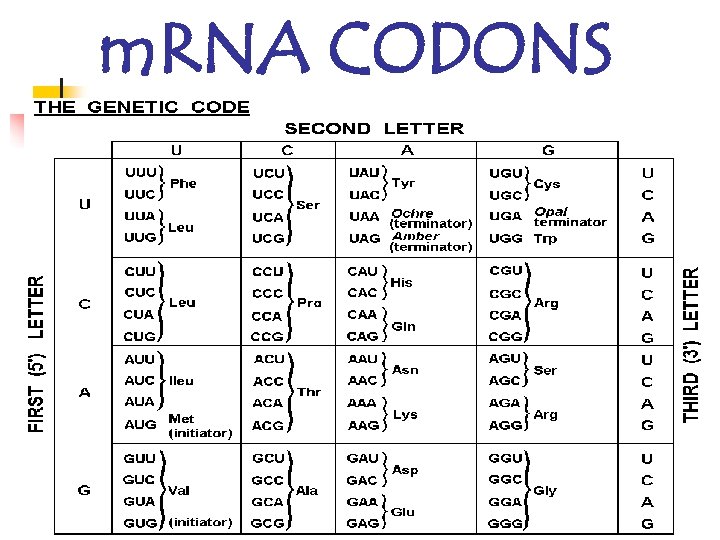 m. RNA CODONS 