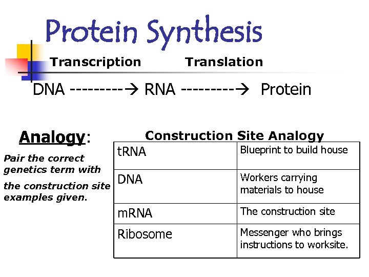 Protein Synthesis Transcription Translation DNA ----- RNA ----- Protein Analogy: Pair the correct genetics