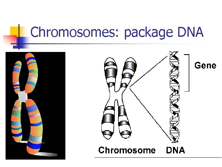 Chromosomes: package DNA 