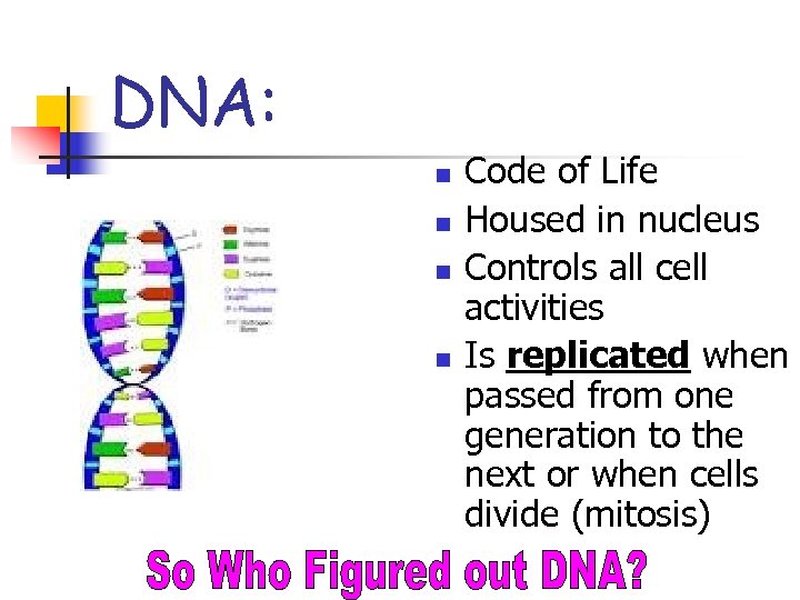 DNA: n n Code of Life Housed in nucleus Controls all cell activities Is