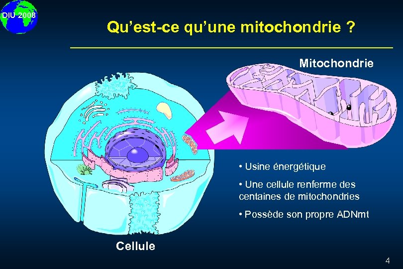 DIU 2008 Qu’est-ce qu’une mitochondrie ? Mitochondrie • Usine énergétique • Une cellule renferme