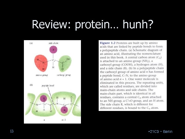 Review: protein… hunh? 13 *21 C 3 – Berlin 