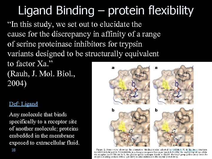 Ligand Binding – protein flexibility “In this study, we set out to elucidate the