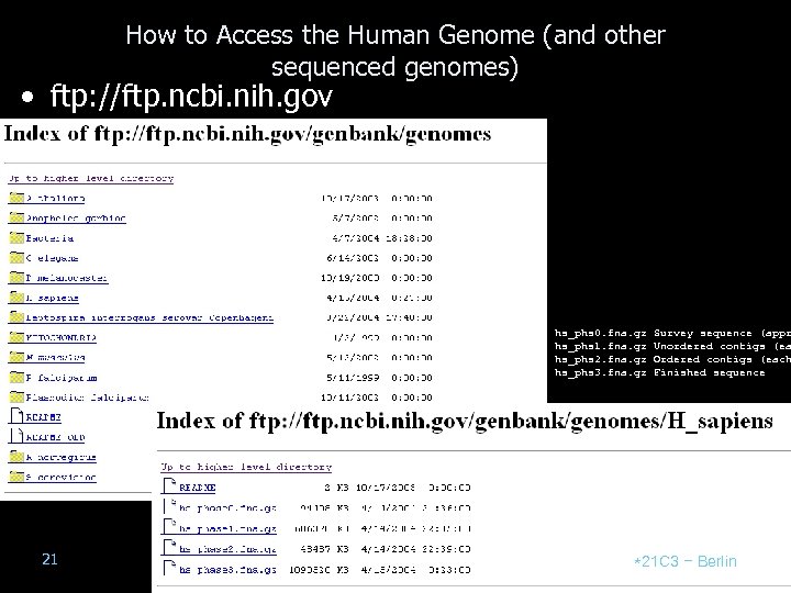 How to Access the Human Genome (and other sequenced genomes) • ftp: //ftp. ncbi.
