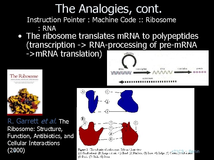 The Analogies, cont. Instruction Pointer : Machine Code : : Ribosome : RNA •