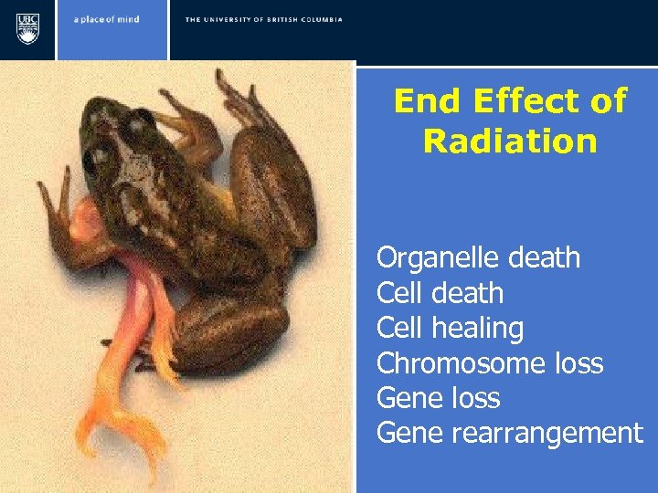 End Effect of Radiation Organelle death Cell healing Chromosome loss Gene rearrangement 