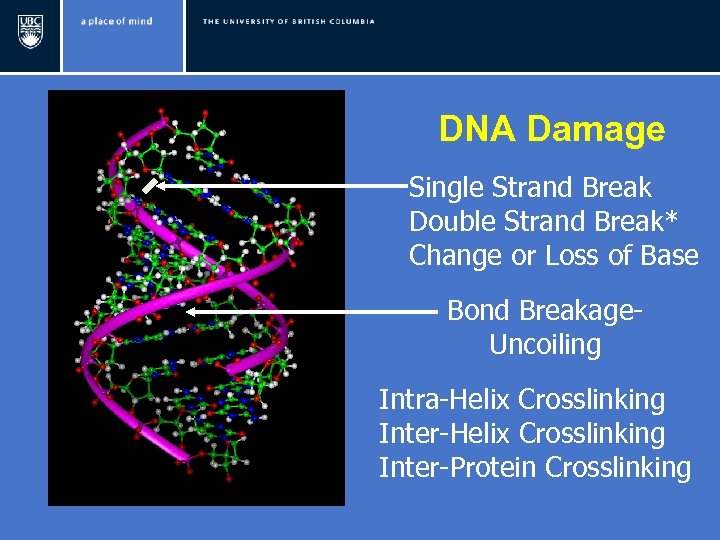 DNA Damage Single Strand Break Double Strand Break* Change or Loss of Base Bond