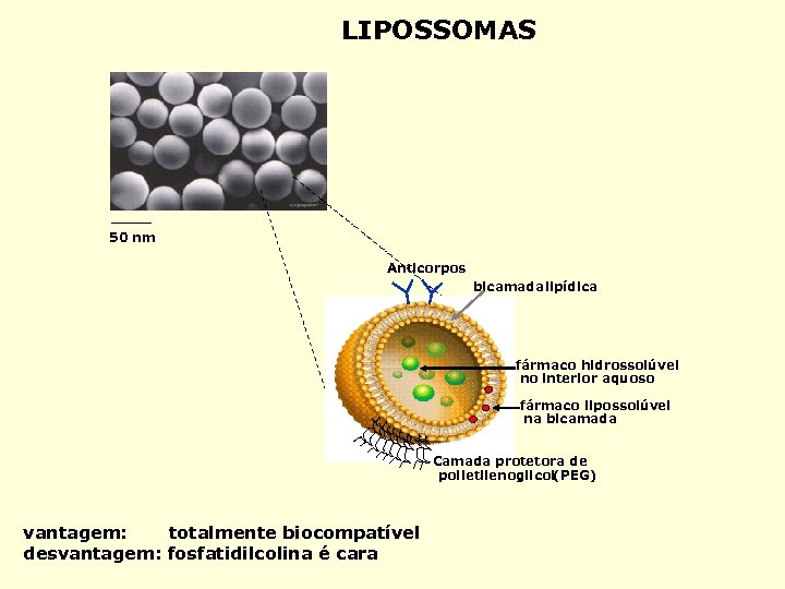 LIPOSSOMAS 50 nm Anticorpos bicamada lipídica fármaco hidrossolúvel droga hidrossolúvel no interior aquoso fármaco